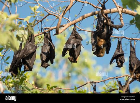 Spectacled Flying Fox Pteropus Conspicillatus Colony Roosting During