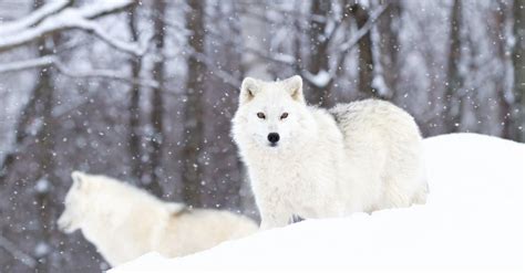 10 Incredible Arctic Wolf Facts Wiki Point