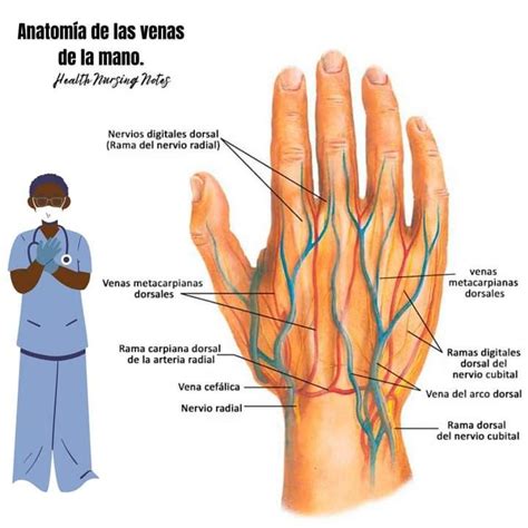 Pinterest Anatomia De Las Venas Clases De Enfermeria Huesos Anatomia