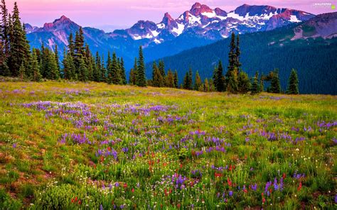 Stratovolcano Mount Rainier Meadow Washington State Flowers