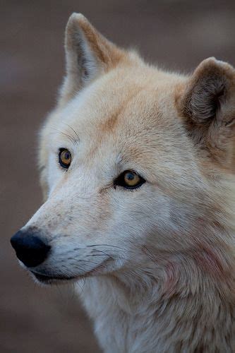 Northern Rocky Mountain Wolf Canis Lupus Irremotus At The California