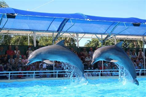 Coffs Harbour Dolphin Marine Magic Facing Court For Misleading Public