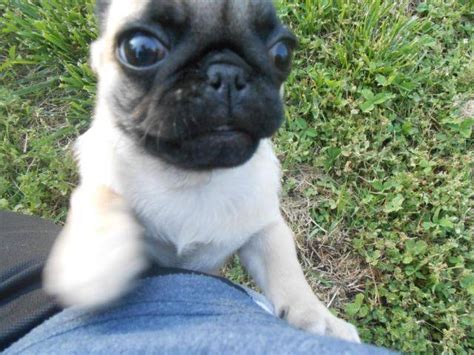 Pricing is 2200 per puppy. AKC PUG PUPPIES for Sale in Linwood, North Carolina ...