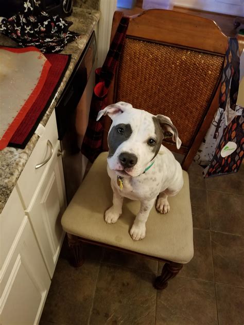 Their food should be from natural sources and contain no fillers, artificial colors and preservatives. Cable has to sit in a chair and do dishes with me everytime! He just sits and watches me ...