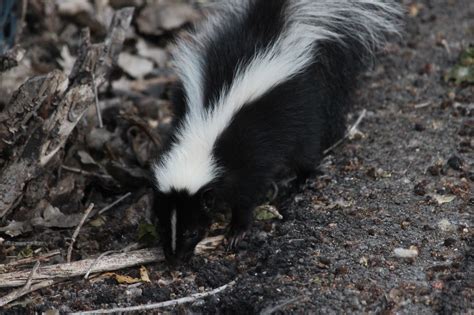 Before resolving a skunk conflict, it's important to know how to best approach a skunk to avoid getting sprayed. Into the wild: The beautiful, majestic.... skunk?