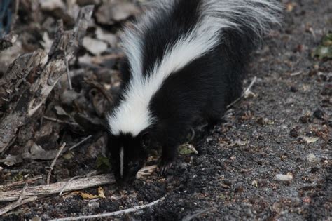 Later appropriately named skunk #1, the first skunk was stabilized as a true breeding variety in the 70's thus, the name has stuck because it is fitting. Into the wild: The beautiful, majestic.... skunk?