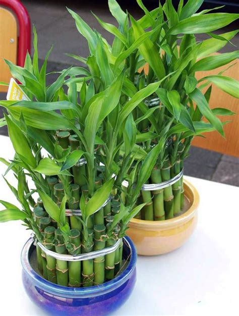 We take pride in sourcing fresh seeds from around. 15 Easy to Grow Houseplants For Beginners - Quiet Corner