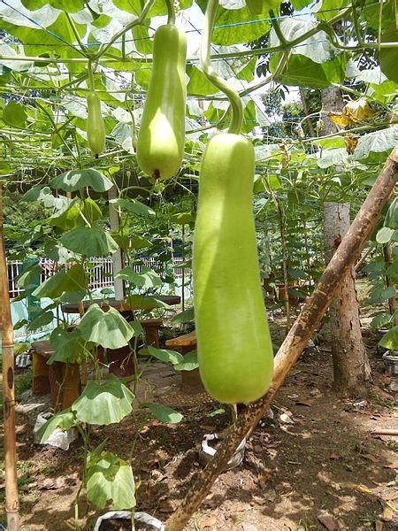 Get latest info on bottle gourd, suppliers, manufacturers, wholesalers, traders, wholesale suppliers with bottle gourd prices for buying. Calabash (Bottle Gourd) ⋆ Global Granary