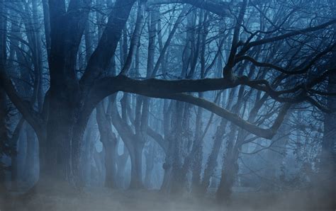 Download and use 30,000+ aesthetic wallpaper stock photos for free. Free Images : background, fog, trees, aesthetic, weird ...