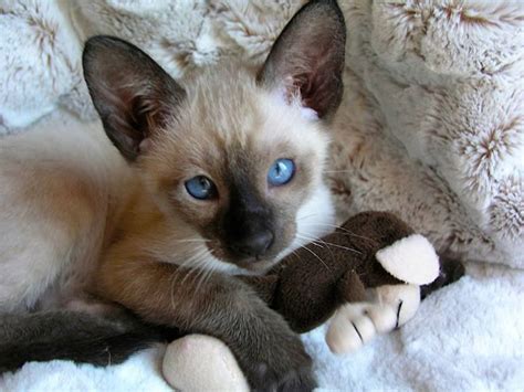 Chocolate Point Siamese Cat 101 Kitten For Sale Siamese Cats
