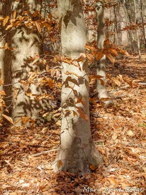 American Beech The Natural Web Beech Tree Deciduous Trees Tree