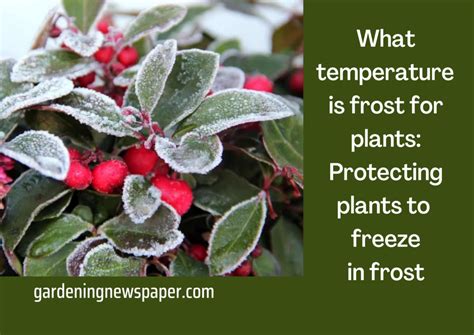 What Temperature Is Frost For Plants Protecting Plants To Freeze In