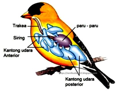 Rangkuman Materi Tematik Sistem Pernapasan Pada Hewan Vertebrata Aves