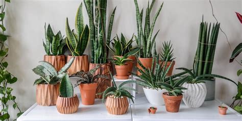 Plantsome: online planten kopen (met verzorgingstips) - Flow Magazine NL