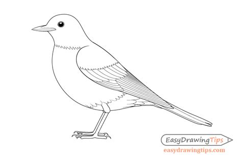 Line Drawing Bird Learn How To Draw A Common Bulbul Birds Step By