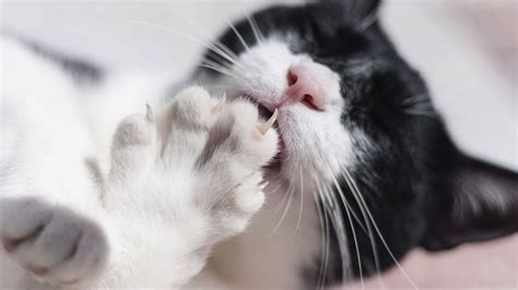 Pros And Cons Of Declawing Your Cat Howcast