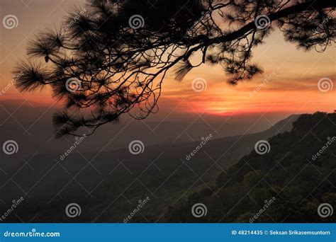 Sunset At Cliff With Silhouettes Of Tree At Pha Mak Duk Phukradung