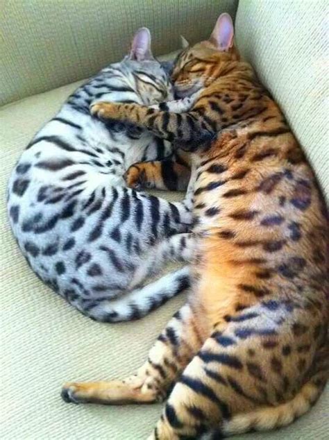 Kittie Bengals Sleeping Beautiful Cats Cute Cats Cats