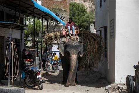 An Elephant Tramples A Woman In India Then Returns To Do It Again At Her Funeral