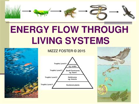 Energy Flow Trophic Levels Food Chains Food Webs Power Point