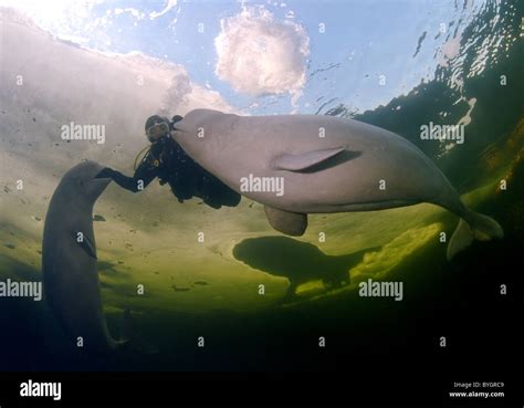 Scuba Diver With Two Belugas Swim Under Ice White Whale Delphinapterus Leucas White Sea