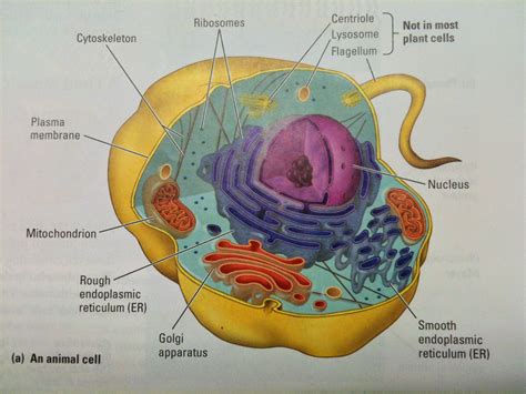 Maybe you would like to learn more about one of these? Chapter 7.3 From Cell to Organism | Mr. Stacy's Bio Blog