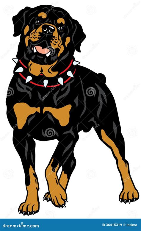 Rottweiler Dog Breed Stock Vector Illustration Of White 36415319