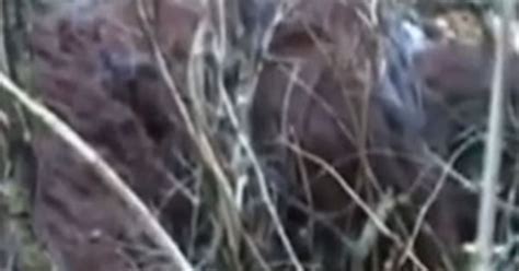Never Before Seen Bigfoot Footage Presented As Definitive Proof That