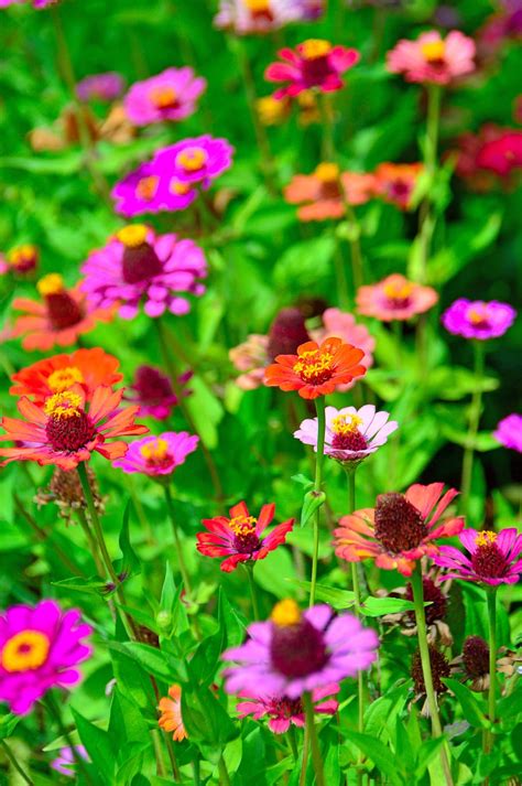 Hd Wallpaper Color Summer Flowers Nature Beautiful Wildflowers