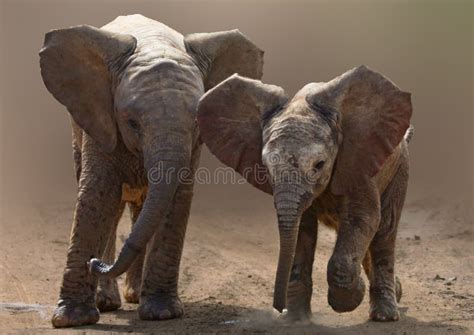 Elefantes Del Bebé Foto De Archivo Imagen De Animal 42132560