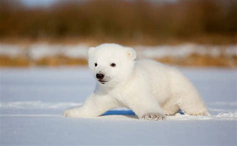 Webcam Vai Revelar Cada Passo De Urso Polar Bebê 06012019 Bbc