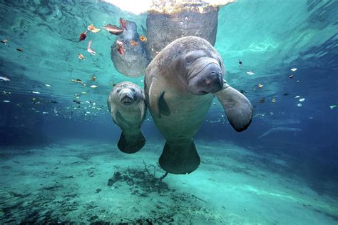West Indian Manatees Photograph By James Rd Scott