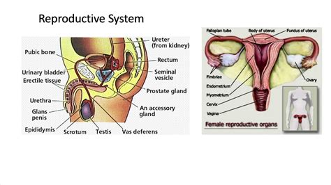 Final Review Reproductive System Youtube
