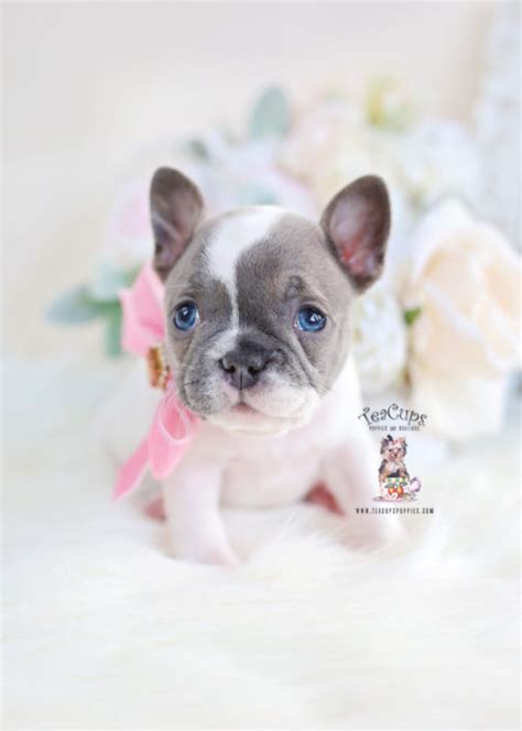 While the teacup french bulldog may seem ideal for those looking for a miniature bulldog, royal frenchel micro minis tend to be better suited in every regard: French Bulldog Puppies For Sale by TeaCups, Puppies ...
