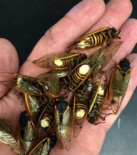 How This Zombie Fungus Turns Cicadas Into Horror Movie Sex Bots