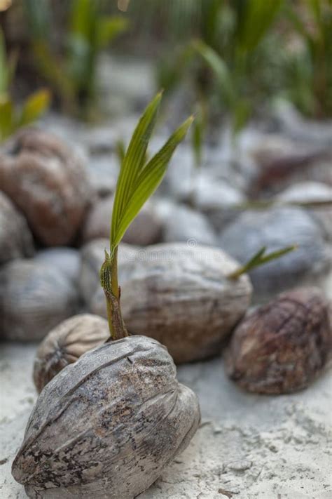 Sprouting Coconuts In Sandy Climate Stock Image Image Of Plant