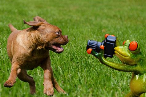 Free Images Photographer Puppy Frog Fun Figure Photograph