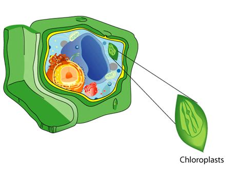 There can be from 1 to 50 or more chloroplasts pigments: Presentation Name on emaze