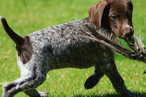 Will be ready to go on february 20th. German Shorthaired Pointer - The Happy Puppy Site