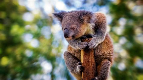Melbourne Archibald Koala Wallpaper Pictures Free 1920x1080 Px