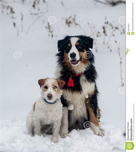 Funny Dog Playing In The Snow Stock Photo Image Of Looking Animals 60910224