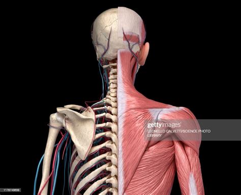 Bones Muscles And Blood Vessels Of The Torso Illustration High Res
