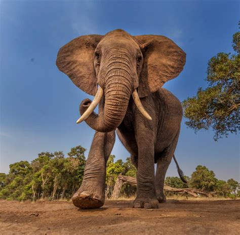 Krebsforschung Diese Gene Schützen Elefanten Vor Krebs Welt