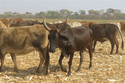 The Wisdom Of Cattle African Farming