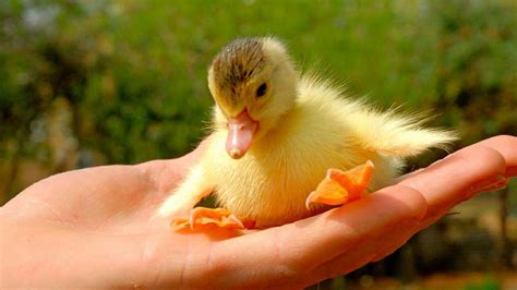 Tiny Ducky Cute Ducklings Super Cute Animals Cute Baby Animals