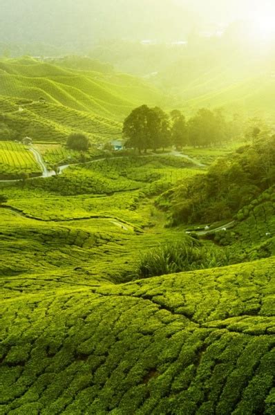 Tea Plantation Landscape Hd Pictures Free Stock Photos In Image Format