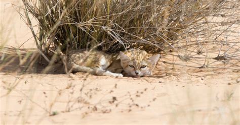 Sand Kittens Photographed In The Wild For The First Time