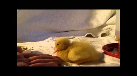 My Baby Ducklings Dec 2013 Youtube