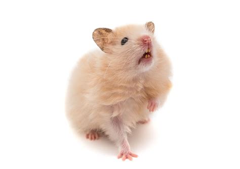 Hamster Healthy Teeth Hamster Illnesses Hamsters Guide Omlet Us