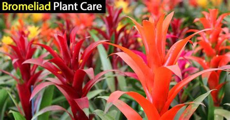 We did not find results for: Bromeliad Plant Care: How To Grow And Care For Bromeliads